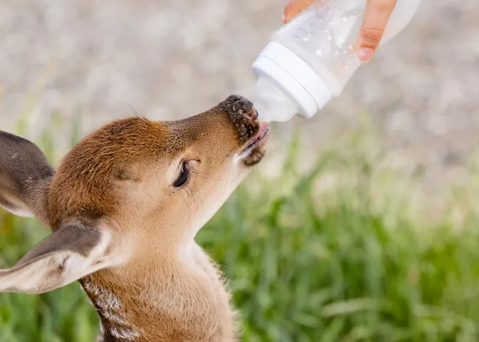 بيت للعطل ,,hase